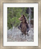 Framed Grizzly Two Year Old