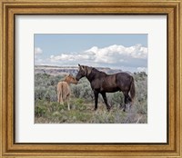 Framed Copper Pennys Foal & Juniper