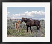 Framed Copper Pennys Foal & Juniper