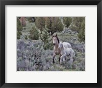 Framed Palomino Mare & Colt