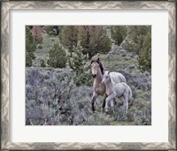 Framed Palomino Mare & Colt