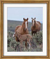 Framed Golden Eagle, Spice & Her Foal