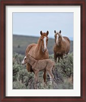 Framed Golden Eagle, Spice & Her Foal
