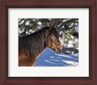 Framed Johnny - Ochoco Stallion