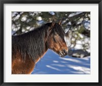 Framed Johnny - Ochoco Stallion