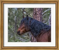 Framed Ochoco Bay Stallion