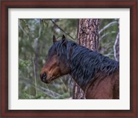 Framed Ochoco Bay Stallion