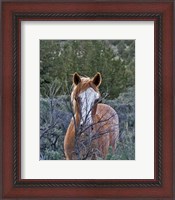 Framed Filly - Palomino Buttes