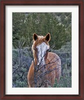 Framed Filly - Palomino Buttes