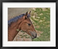 Framed Ochoco Foal & Larch