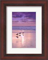 Framed Seagull Beach II