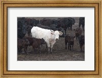 Framed White Steer