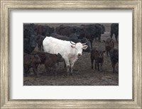 Framed White Steer