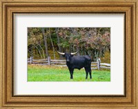 Framed Black Steer