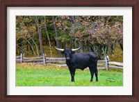 Framed Black Steer