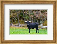 Framed Black Steer