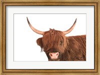 Framed Highland Calf I