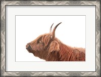 Framed Highland Calf II