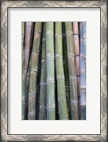 Framed Bamboo Fence