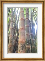 Framed Bamboo Grove Sunburst
