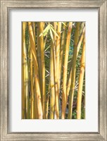 Framed Golden Bamboo