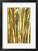 Framed Golden Bamboo