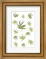 Framed Bamboo Leaf Collection