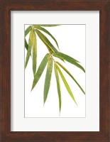 Framed Bamboo Branch