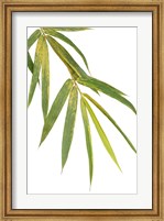 Framed Bamboo Branch