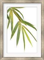 Framed Bamboo Branch