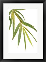 Framed Bamboo Branch