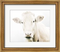 Framed Cow II