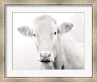 Framed Cow III