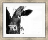 Framed Cow VI