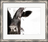 Framed Cow VII