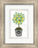 Framed Lemon Topiary