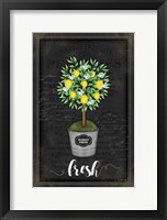 Framed Lemon Topiary