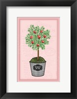 Framed Apple Topiary - Pink