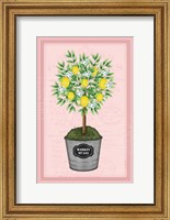 Framed Lemon Topiary - Pink