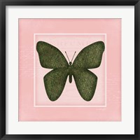 Framed Butterfly - Pink