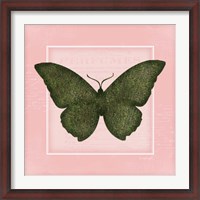 Framed Butterfly II - Pink