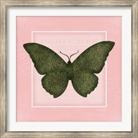 Framed Butterfly II - Pink