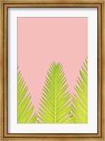 Framed Pink Palm IV