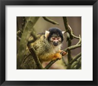 Framed Cute Monkey II