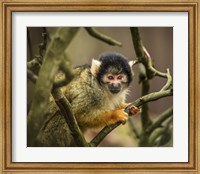 Framed Cute Monkey II