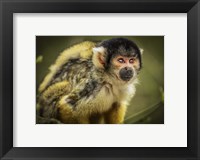 Framed Cute Monkey III