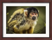 Framed Cute Monkey III