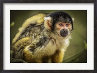 Framed Cute Monkey III