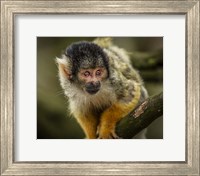 Framed Cute Monkey IV