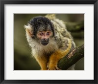 Framed Cute Monkey IV